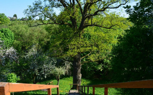 2_M. Daukšos ąžuolas_r1.jpg